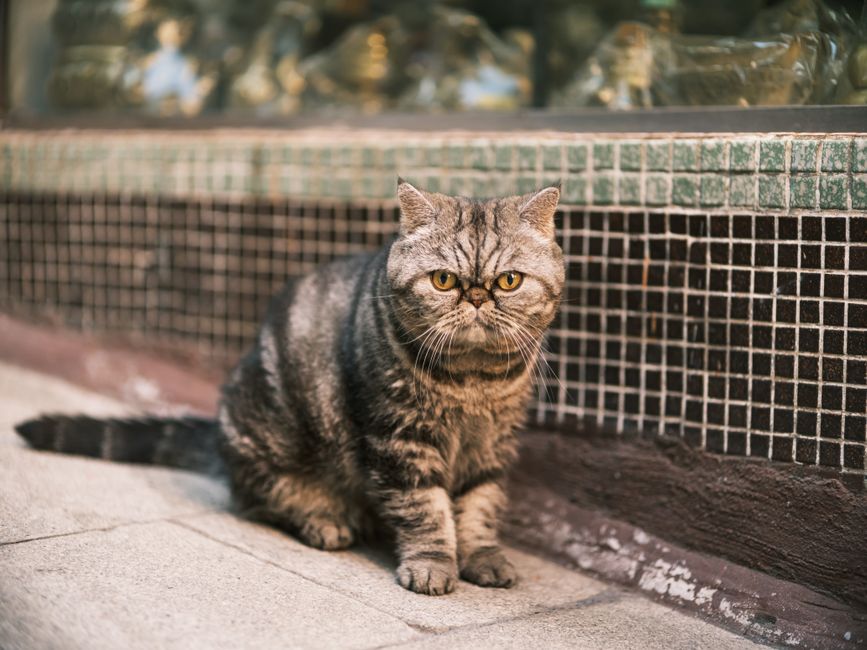 香港街道上的愛貓與隨行包套