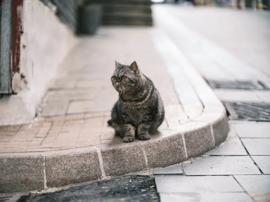 香港寵物跨境 封面圖